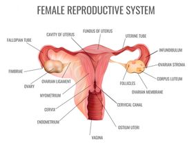 Szyjka macicy - jak wygląda w różnych fazach cyklu i w ciąży