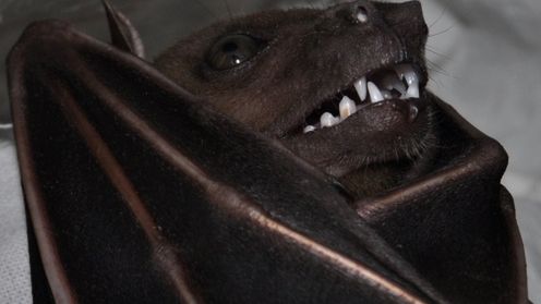 Anty-Noble wręczone! 1