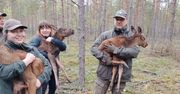 Wielbark: Trzy młode łosie straciły matkę w wypadku. Zwierzęta trafiły pod specjalistyczną opiekę
