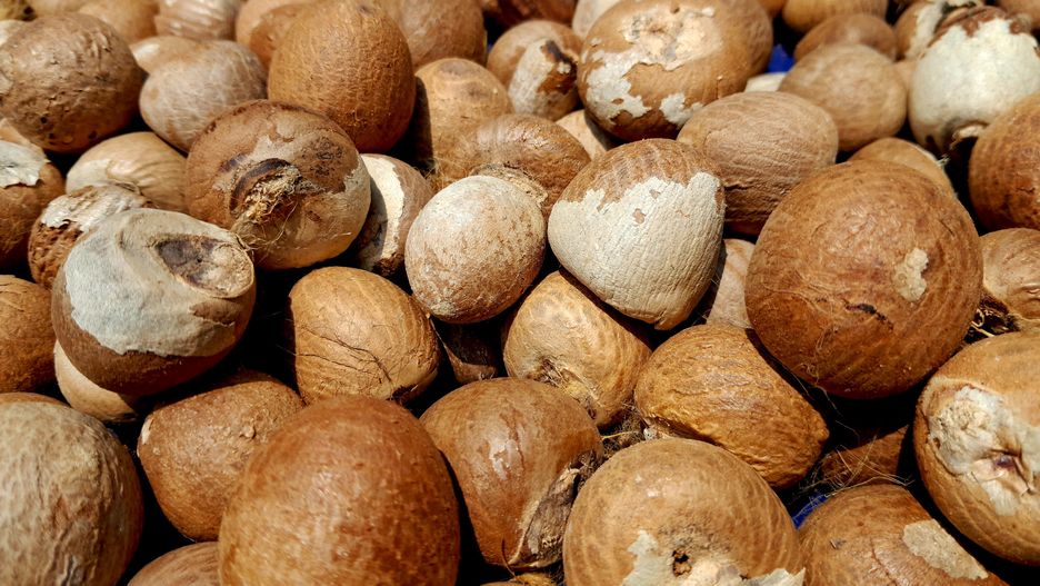 Orzechy areki wzbudzają kontrowersje