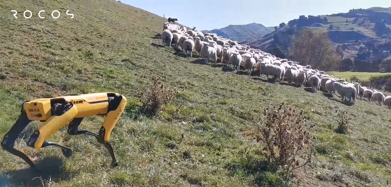 Robot Boston Dynamics w niezwykłej roli. Sprawdził się jako pies pasterski [WIDEO]