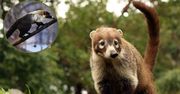 Poznańskie zoo ma nowego lokatora. Co to za tajemniczy zwierz?