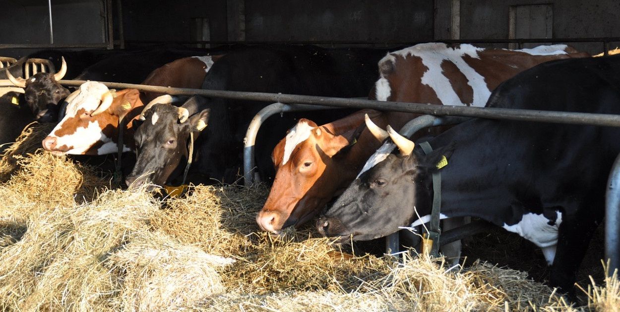 Groźna choroba coraz bliżej Polski. "Zagrożenie jest poważne"