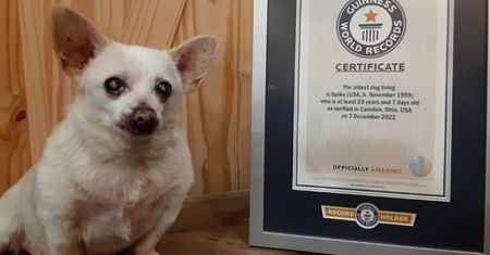 Poznajcie najstarszego psa na świecie. Spike ma 23 lata i...uwielbia serowe chipsy!
