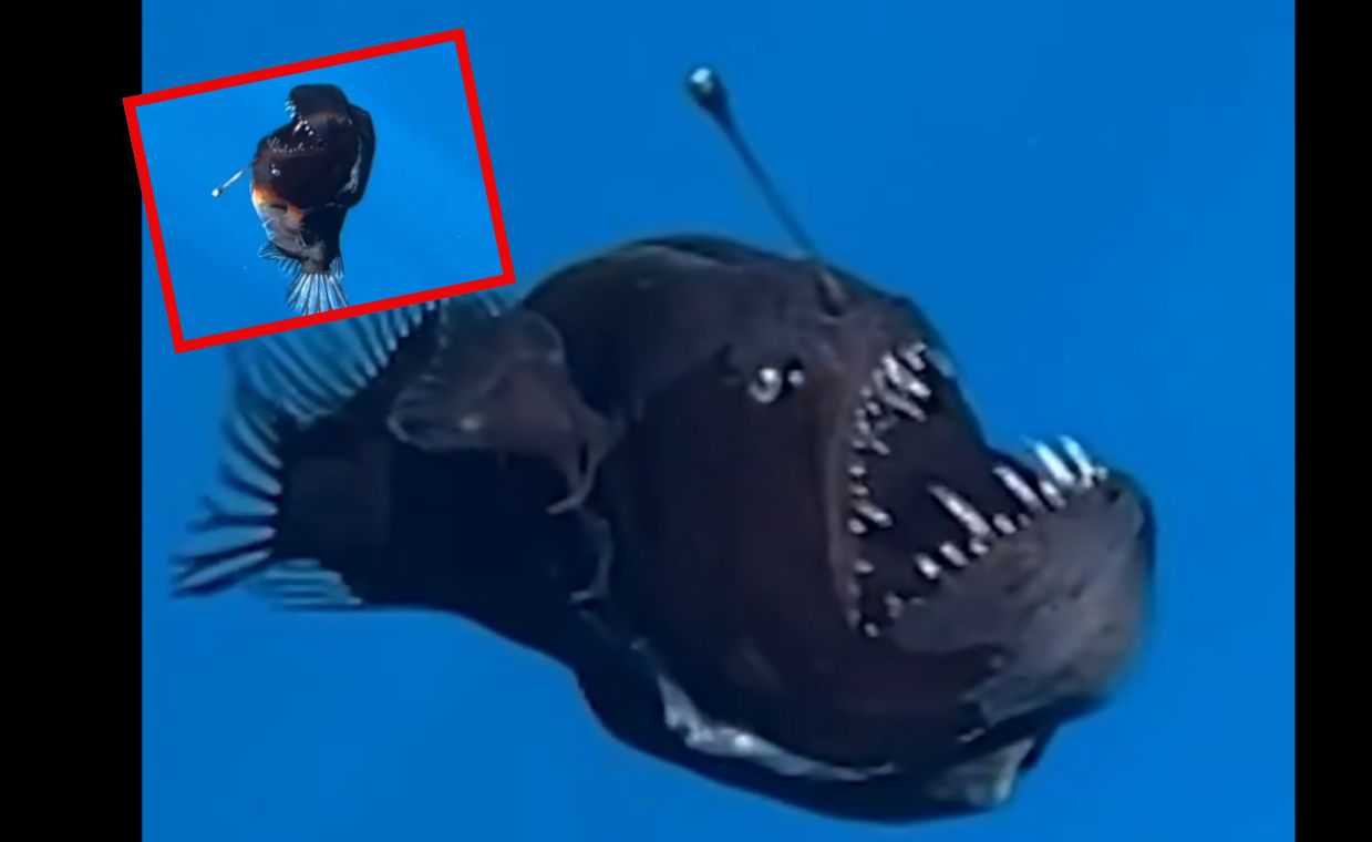 Black Sea devil's rare surface appearance stuns scientists