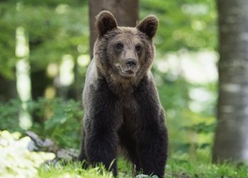 Atak niedźwiedzia na Słowacji. Mężczyzna trafił do szpitala