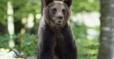 Atak niedźwiedzia na Słowacji. Mężczyzna trafił do szpitala