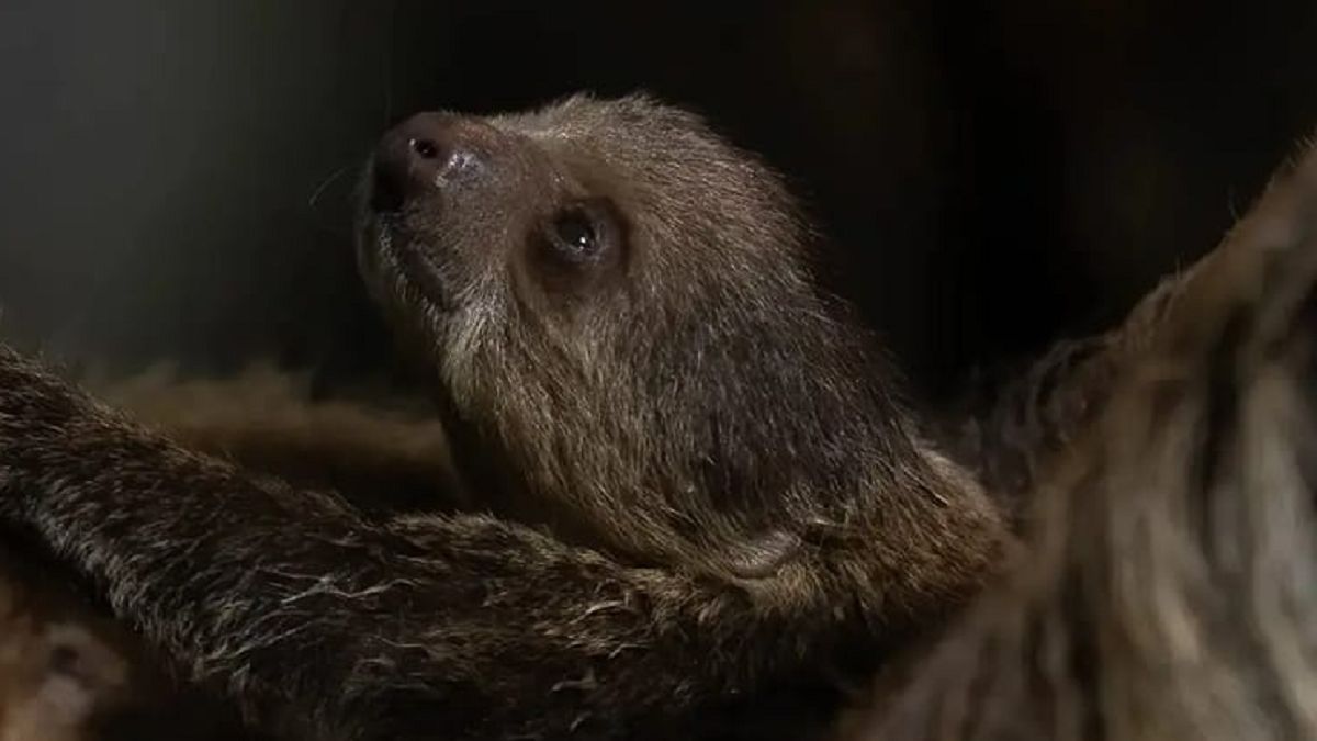 W warszawskim zoo urodził się leniuchowiec 