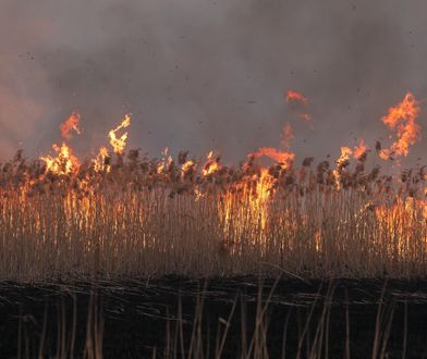 Spalili 5 tysięcy hektarów lasu. Śledztwo umorzono