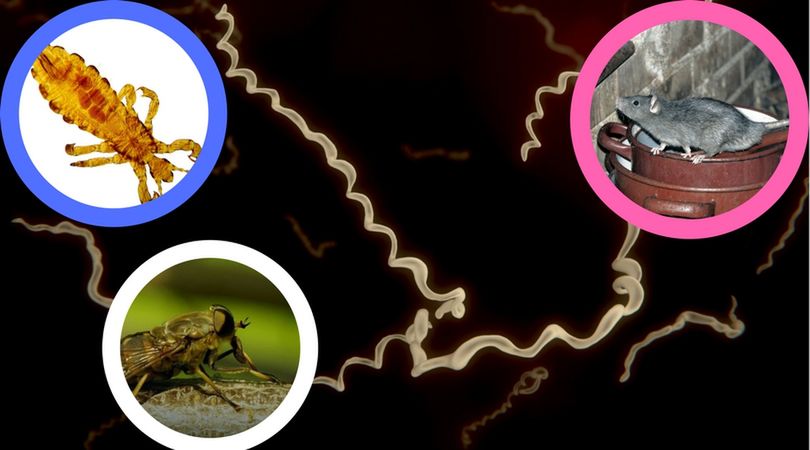 Czy tylko kleszcze przenoszą boreliozę? Ekspert rozwiewa wątpliwości