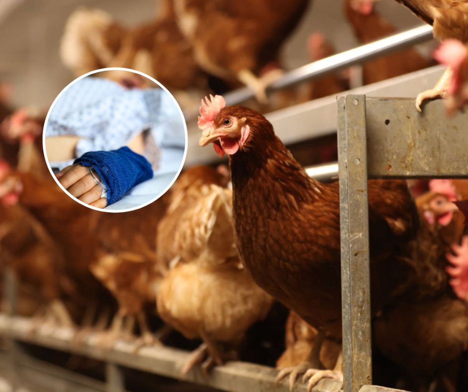 Wielkopolska: Ptasia grypa rozszerza zasięg. Wojewoda wprowadza nowe strefy i restrykcje