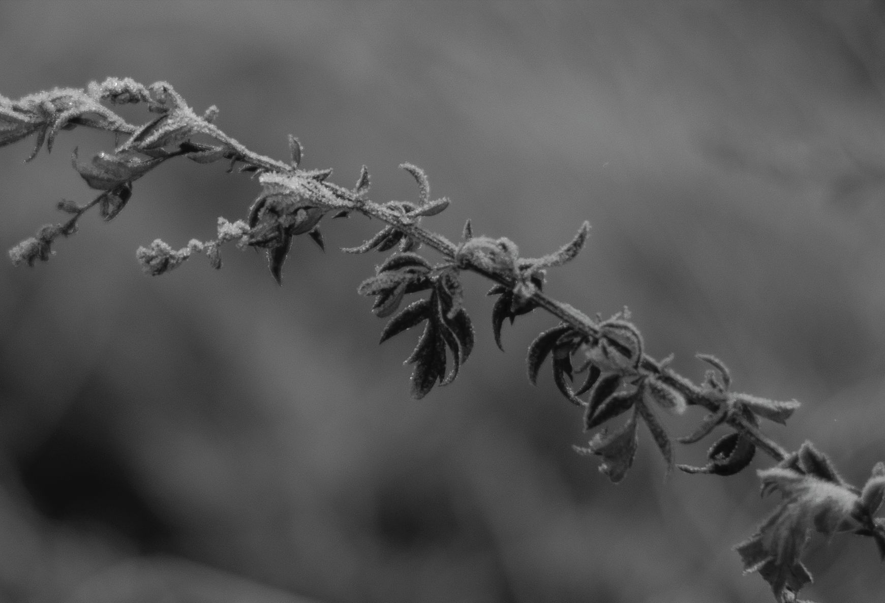 Voigtländer VM 50 mm f/1.1 Nokton - bardzo jasna pięćdziesiątka, która kreuje własną rzeczywistość [test] 39
