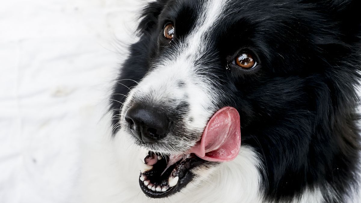 Miały chronić psy, zaszkodziły zwierzętom i właścicielom. Kongres USA przyjrzy się antykleszczowym opaskom Seresto 1