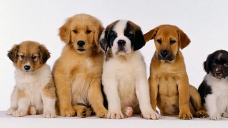 Pies w domu - co się zmieni? 1