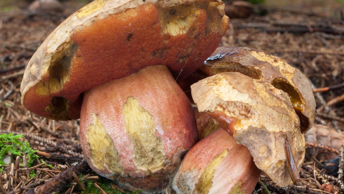 Borowik ceglastopory