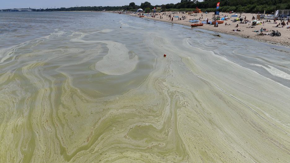 Bałtyk. Sinice na kolejnych plażach w Zatoce Gdańskiej