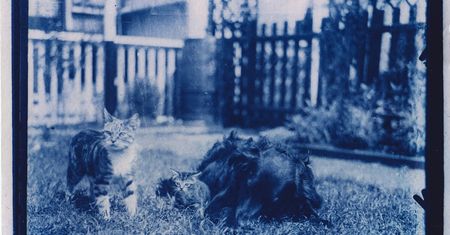 Znalazł szklane negatywy z kotami sprzed 120 lat i zrobił piękne cyjanotypy