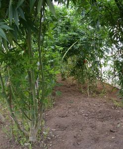 Marihuana wśród pomidorów. Nietypowa plantacja w Bolesławcu