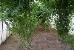 Marihuana wśród pomidorów. Nietypowa plantacja w Bolesławcu