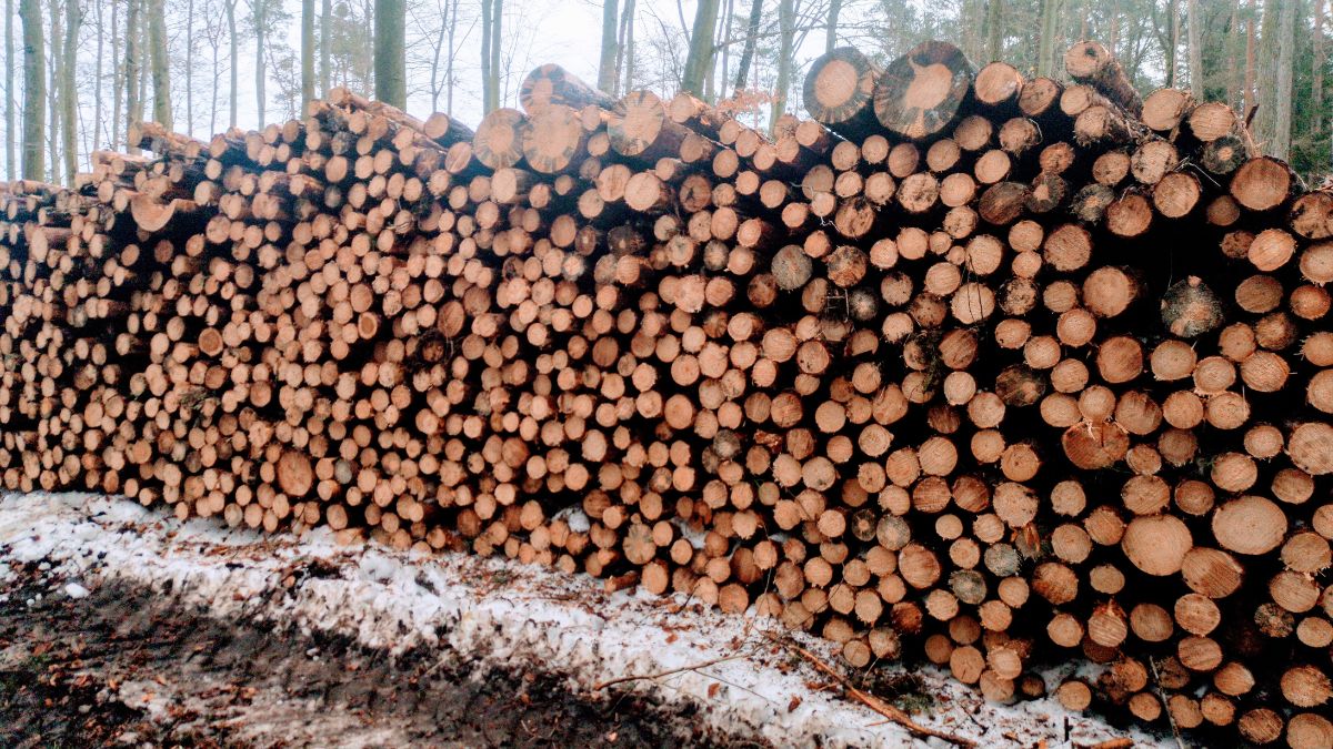 Palenie mokrym drewnem może okazać się kosztowne