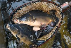 Tyle kosztuje karp w Czechach. Zdziwieni?