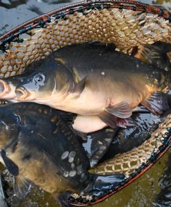 Tyle kosztuje karp w Czechach. Zdziwieni?