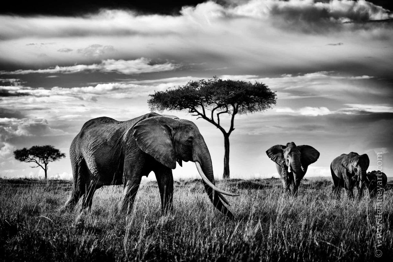 Fotograf spędził ponad 10 lat fotografując słonie. Oto najlepsze kadry