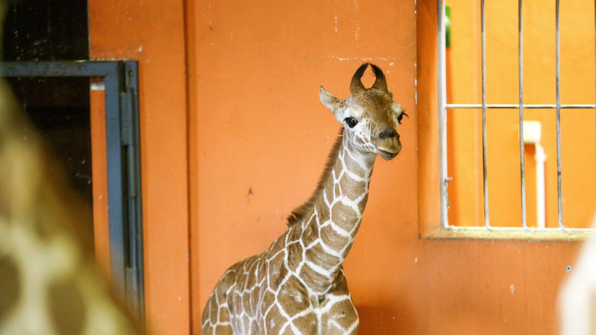 Chorzów, 01.02.2024. Nowo narodzona żyrafa siatkowana o imieniu Lilo (L) zaprezentowana podczas spotkania prasowego w Śląskim Ogrodzie Zoologicznym w Chorzowie, 1 bm. Żyrafiątko przyszło na świat 16 stycznia br., podczas narodzin mierzyło 175 cm. Aktualnie Lilo urosła już 5 cm i waży 80 kg. Mamą samiczki jest Lunani, natomiast jej tata to Iroko - samiec sprowadzony do zoo w 2022 r. (jm) PAP/Jarek Praszkiewicz ***Zdjęcie do depeszy PAP pt. Chorzów/ W śląskim zoo urodziła się druga żyrafa Lilo po siedmiu latach przerwy***