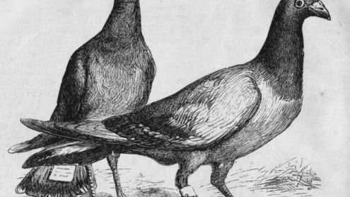 „Świeżo upieczony jabłecznik” - maile na Maku 1