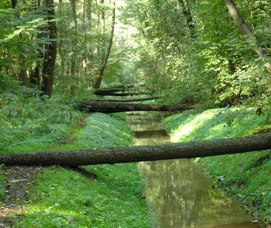 Warszawa. Sprzątanie Lasu Bielańskiego. Przydadzą się każde ręce