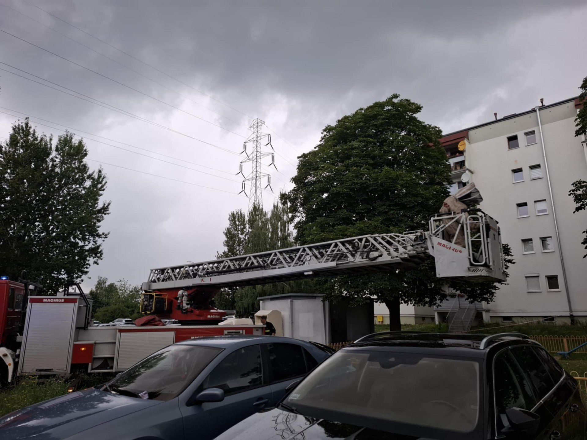 Szerszenie na drzewie