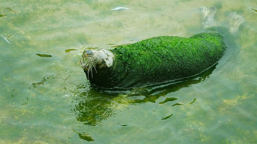 Jedna z fok znajduje się w fatalnym stanie.