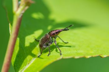Liście zwinięte w tutki? To znak, że w ogrodzie pojawił się ten mały szkodnik
