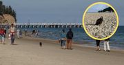 Turyści przecierali oczy ze zdumienia. Zaskakujący gość na plaży