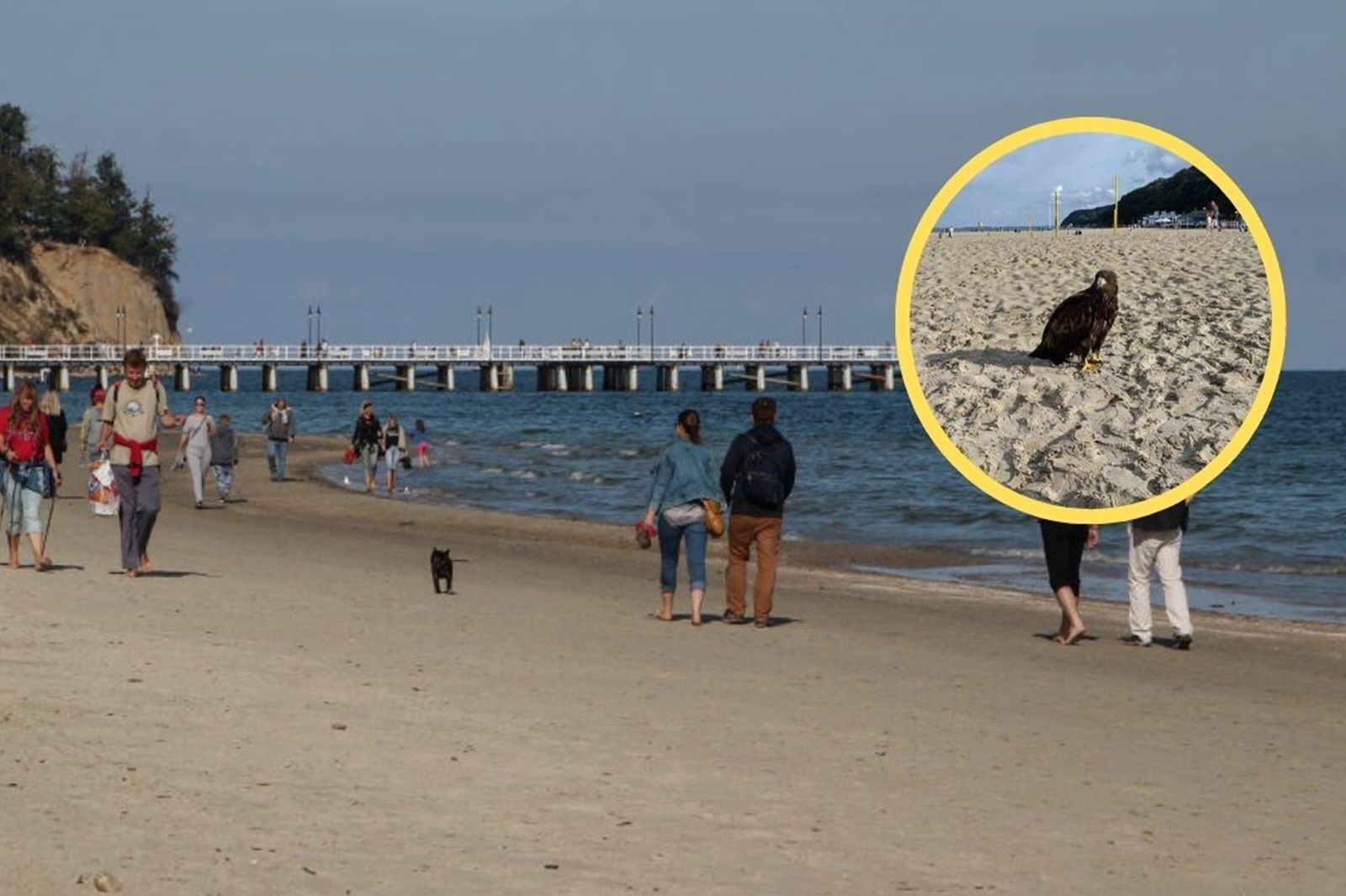 Turyści przecierali oczy ze zdumienia. Zaskakujący gość na plaży