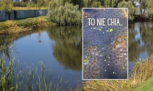 Nagrali ciekawe wodne zjawisko. Leśnicy wyjaśniają: "To nie chia..."