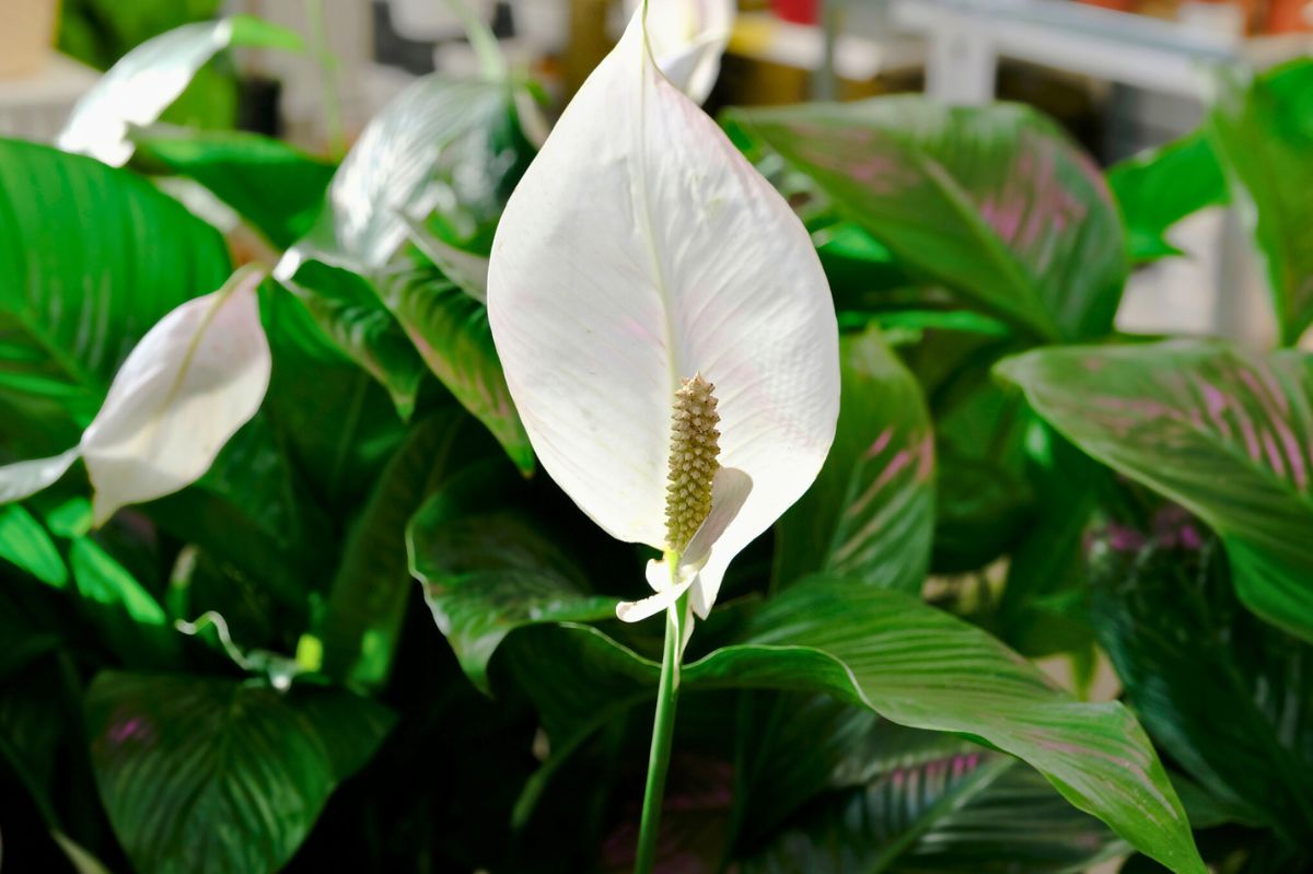 Blooming spathiphyllum