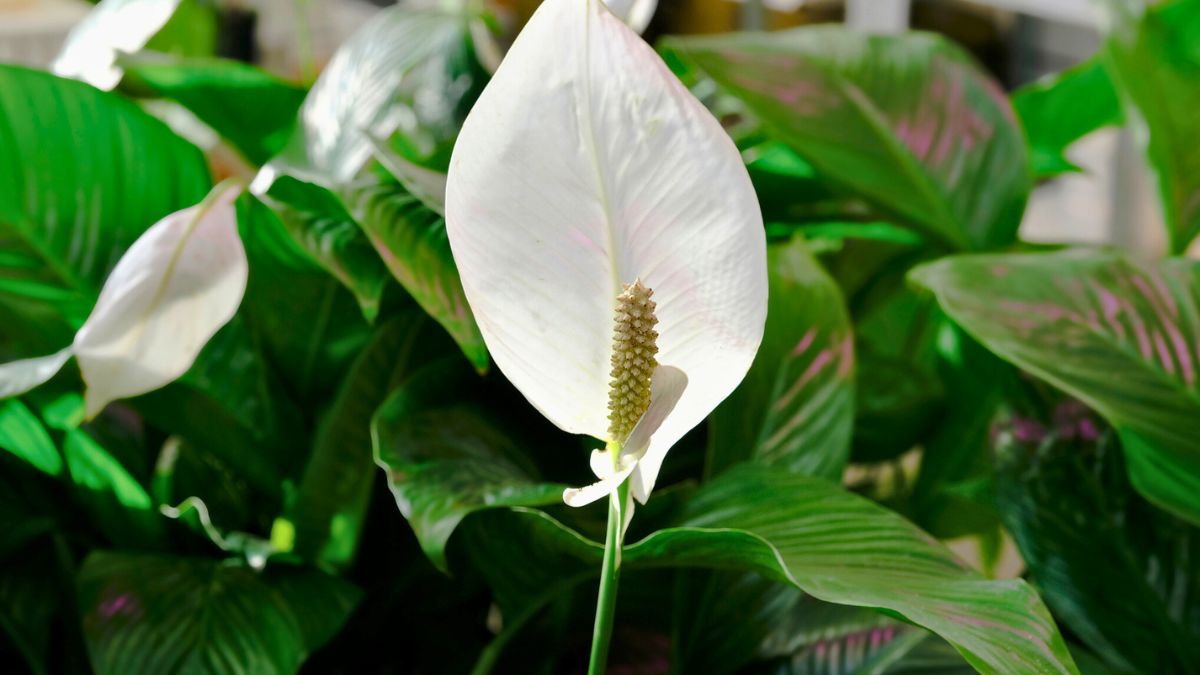 Kwitnący skrzydłokwiat