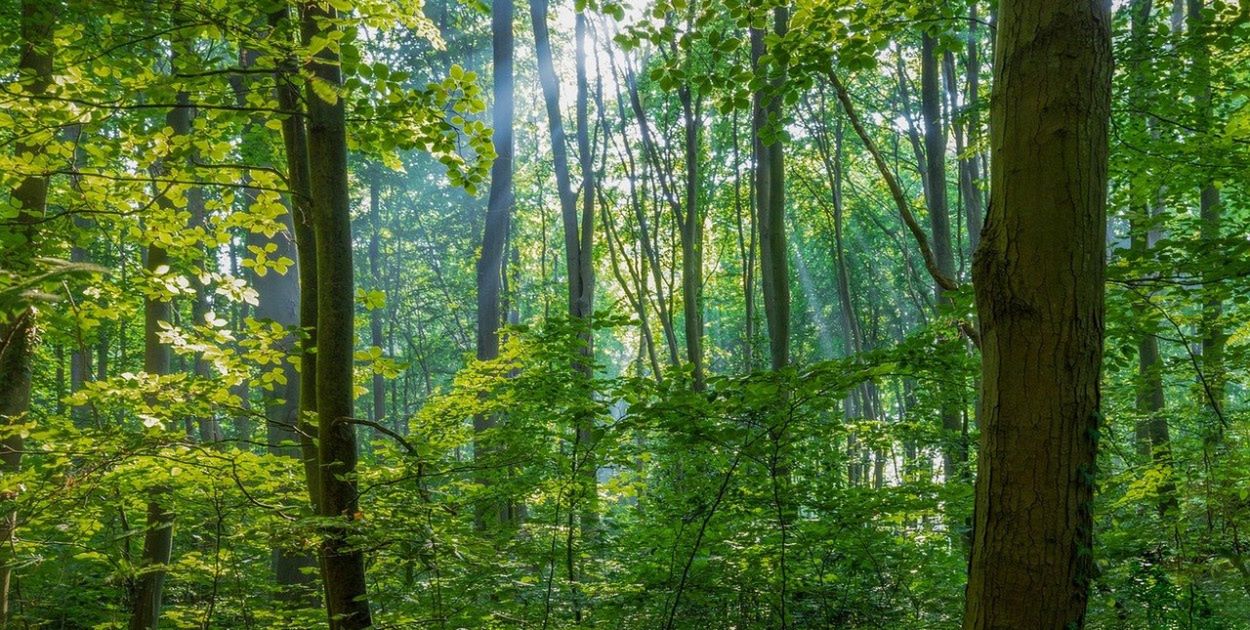 Czy lasy zostaną zamknięte na majówkę? Minister odpowiada