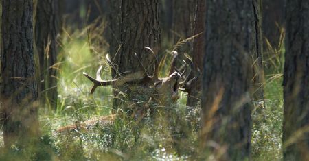 Rykowisko na Podkarpaciu. "Byłam pewna, że kogoś mordują"