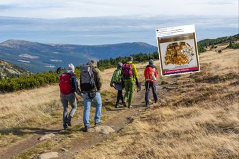 Znaleźli 598 złotych monet. Otrzymają rekordową nagrodę w Czechach