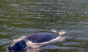Tragiczny los humbaka. Próbują złagodzić jego cierpienie