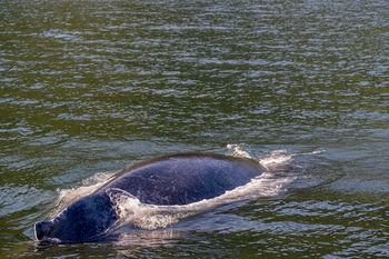 Tragiczny los humbaka. Próbują złagodzić jego cierpienie