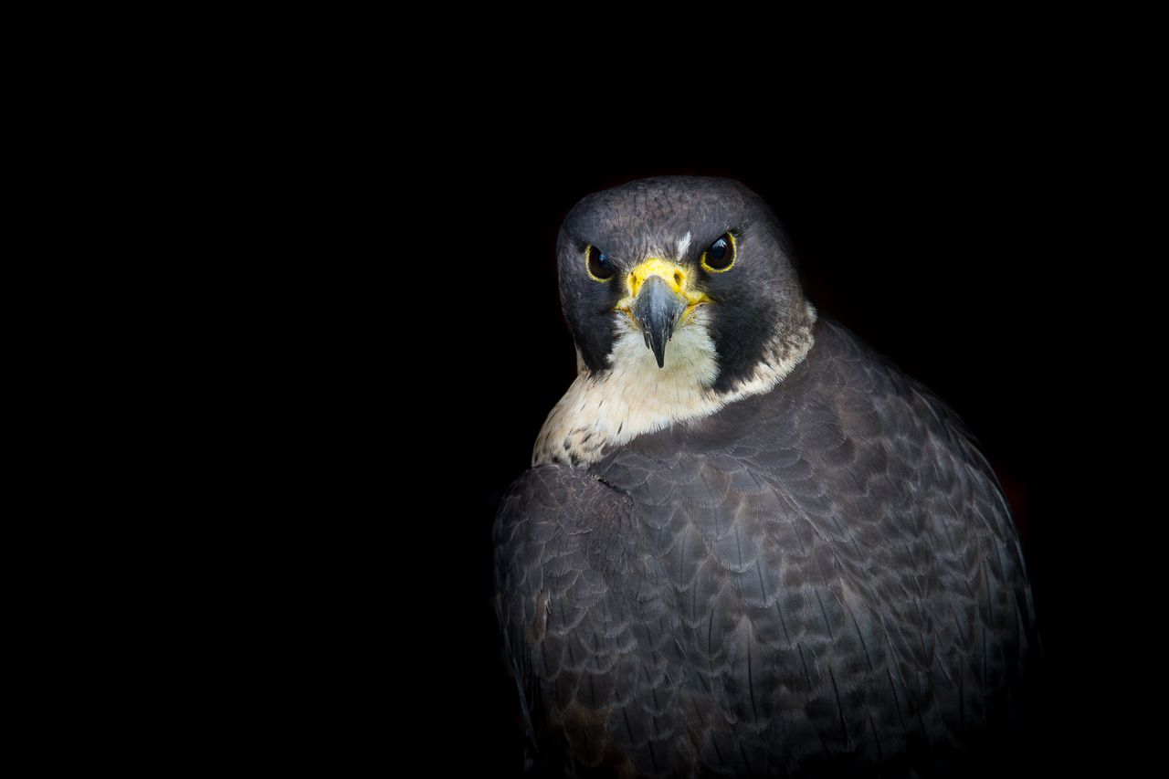 Adriana Pytlowana jest młodą fotografką z Opola. Często zdarza jej się fotografować z lotu ptaka - posiada kwalifikacje niezbędne by legalnie wykonywać loty dronami. Zdarza się jej też portretować ptaki.