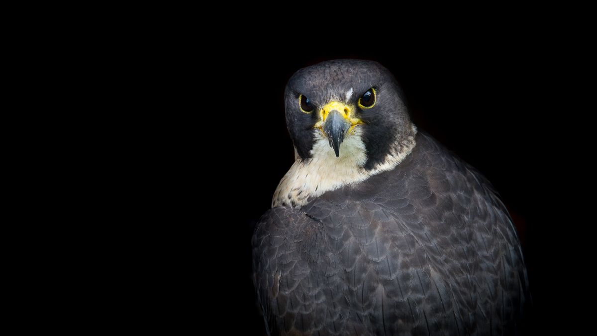 Osobowość ptaków uchwycona na zdjęciach Adriany Pytlowanej 1