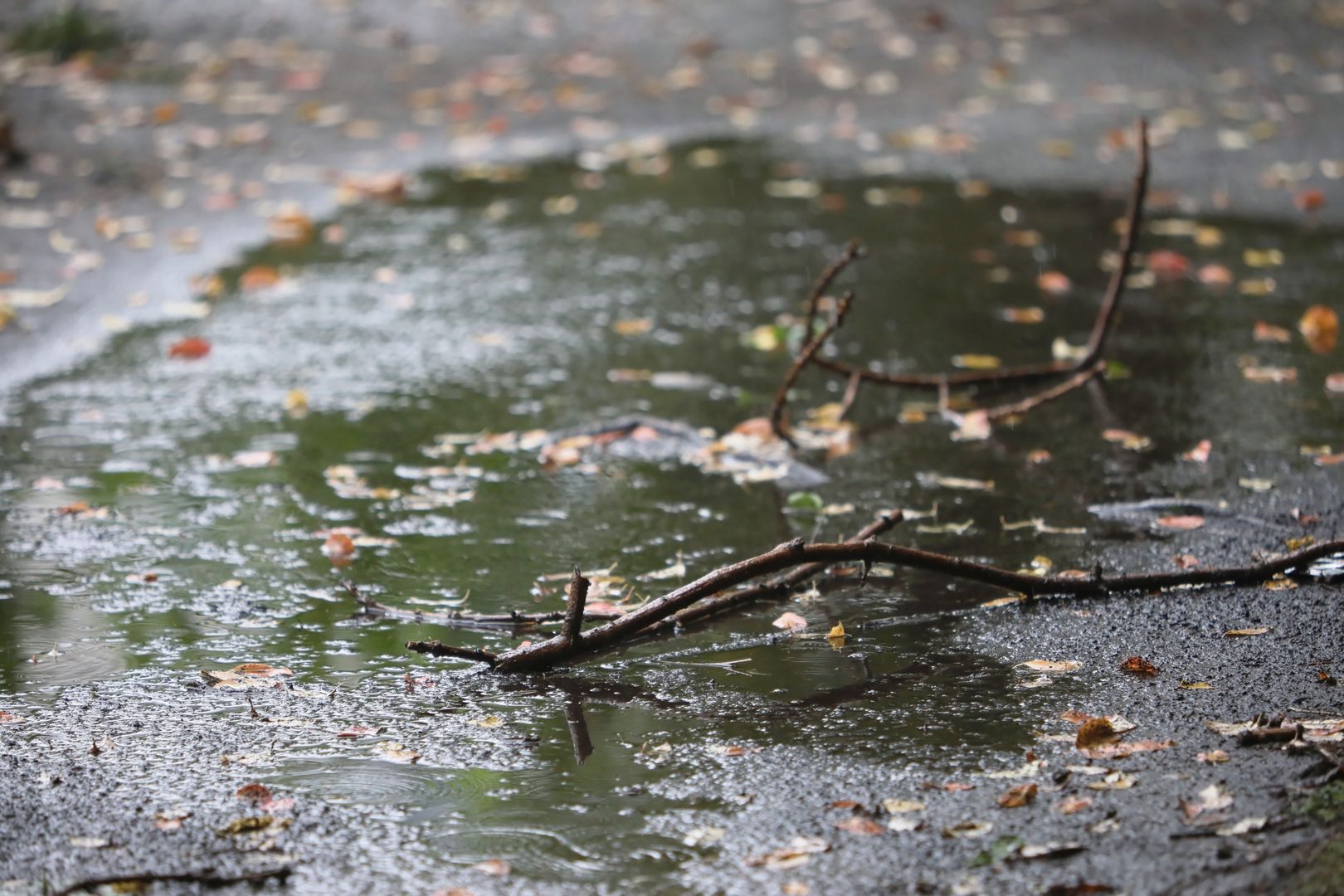 Wrocław. Pogoda. 29 września - pada, ciągle pada. Nie najlepsze prognozy na ten tydzień