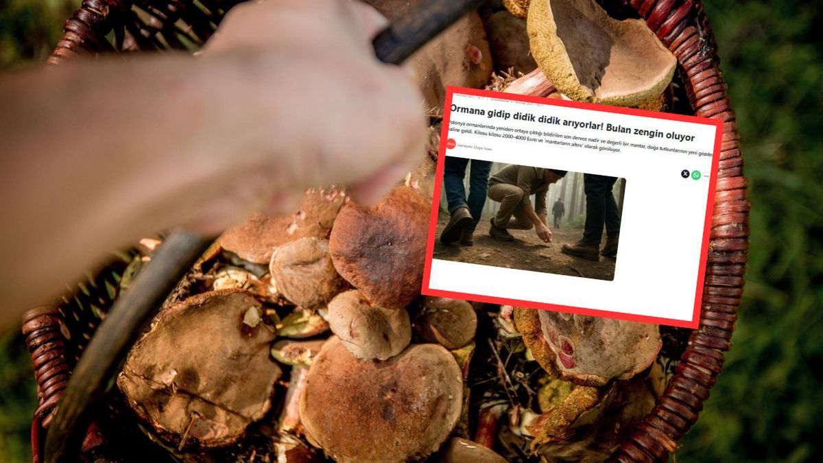 Grzyb jak Święty Graal. W Polsce odnaleziony rarytas, o którym m