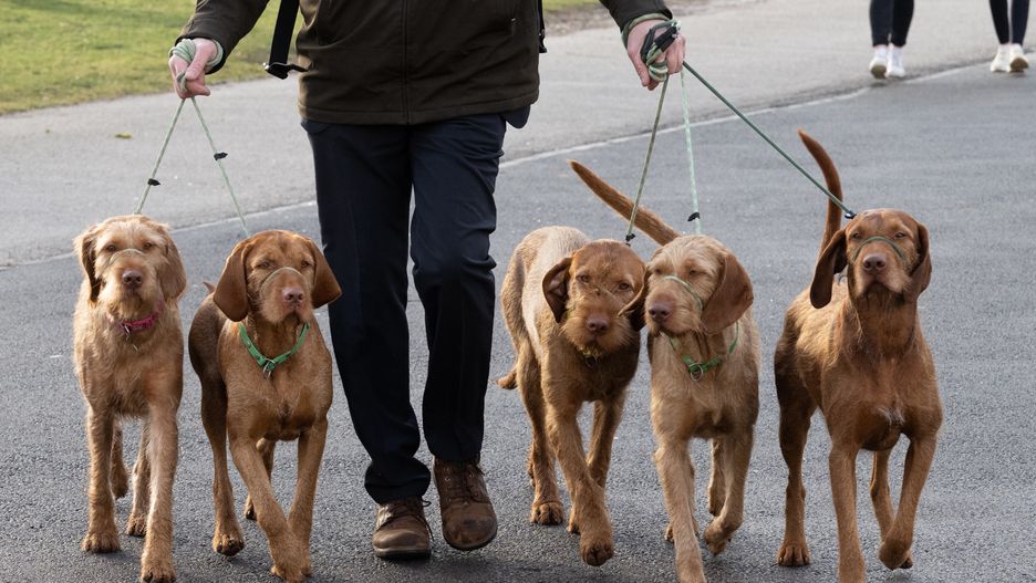 Naukowcy twierdzą, że psy mogą wpływać na niższy poziom przestępczości 