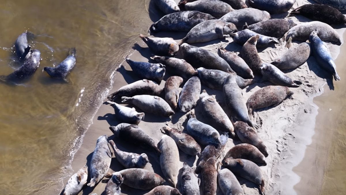 Foki wypoczywają na plaży