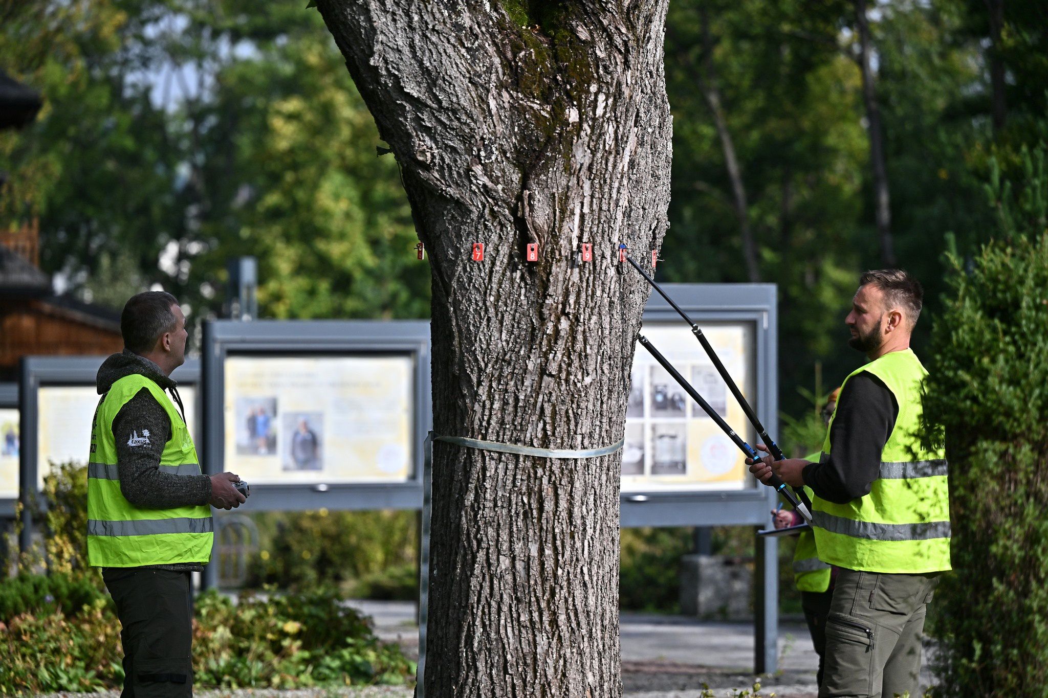 Badania dendrologiczne drzew w Zakopanem